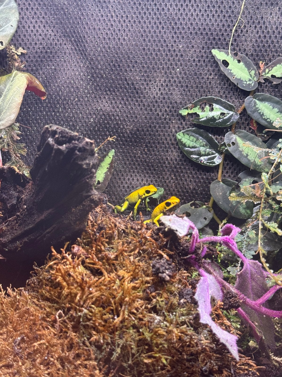 Yellow dart frogs (p. Bicolor), Slang, 0 tot 2 jaar