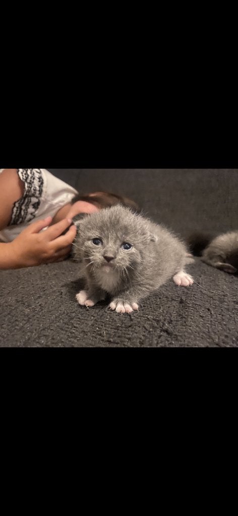Britse korthaar/raskat kittens super schattig!!, Dieren en Toebehoren, Meerdere dieren, Ontwormd