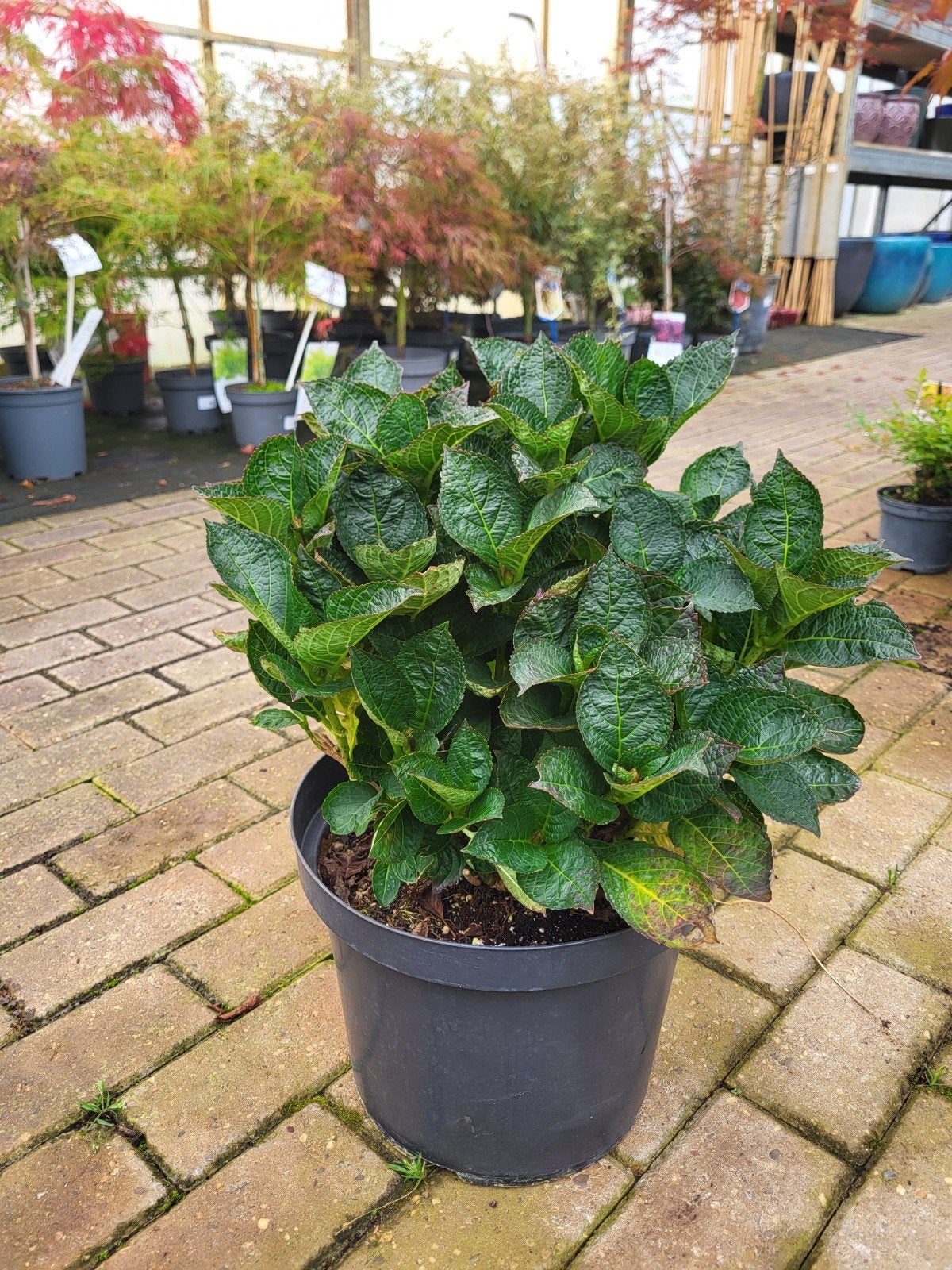 Hortensia Magical Charlotte - 10L pot, Tuin en Terras, Vaste plant, Halfschaduw, Zomer, Ophalen