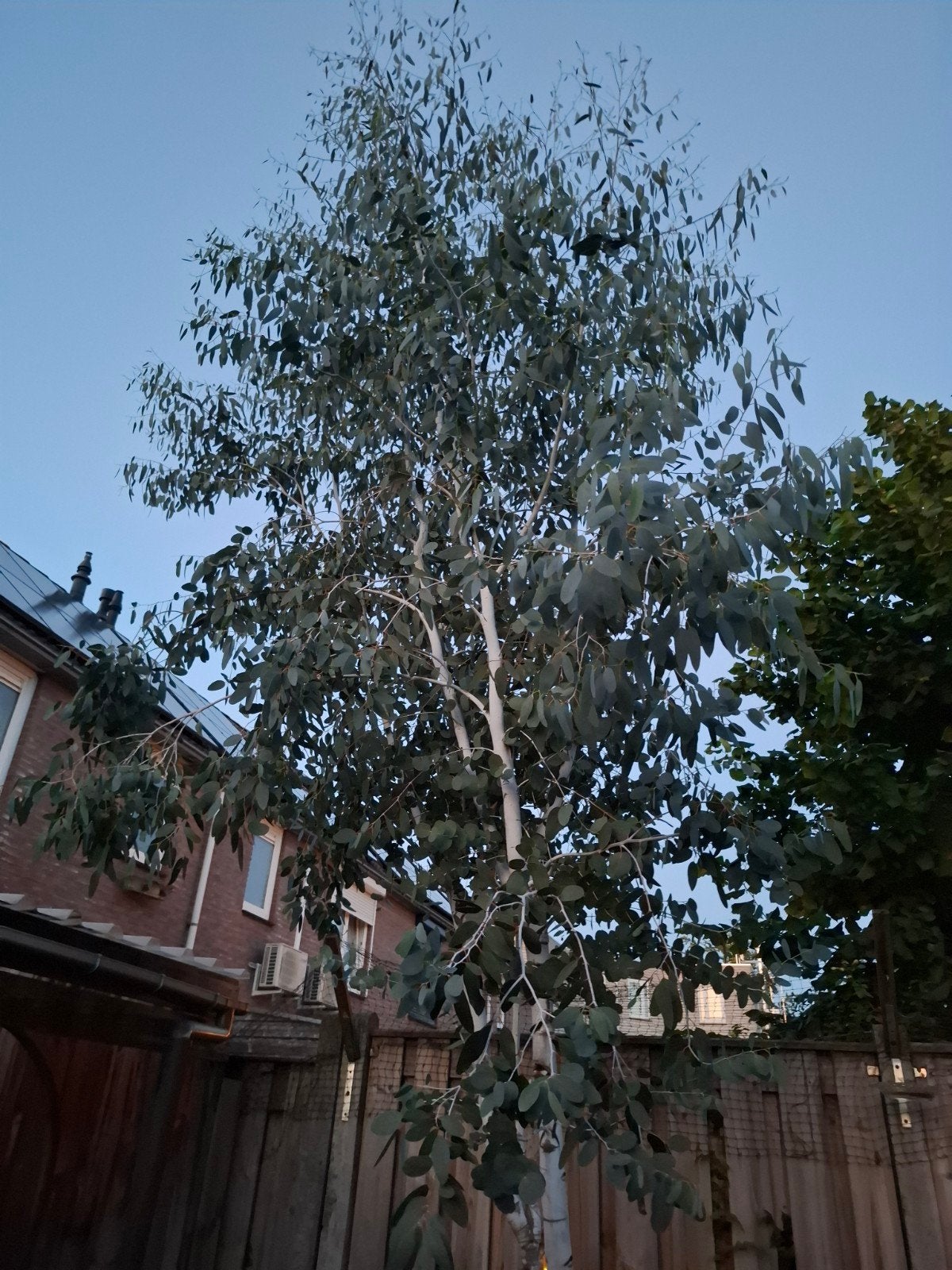 Prachtige dalrympleana eucalyptus boom, Ophalen, Volle zon, Overige soorten