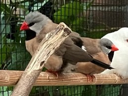 2 spitsstaartamadines, Dieren en Toebehoren, Mannelijk, Geringd