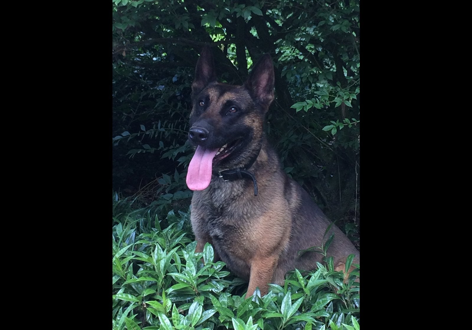 Dek reu mechelaar, 6 jaar of ouder, Reu, Parvo, Eén hond