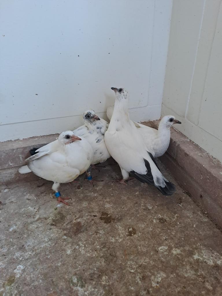 Wener hoogvliegers. Piepers 4x.zijn gereserveerd, Meerdere dieren, Kip