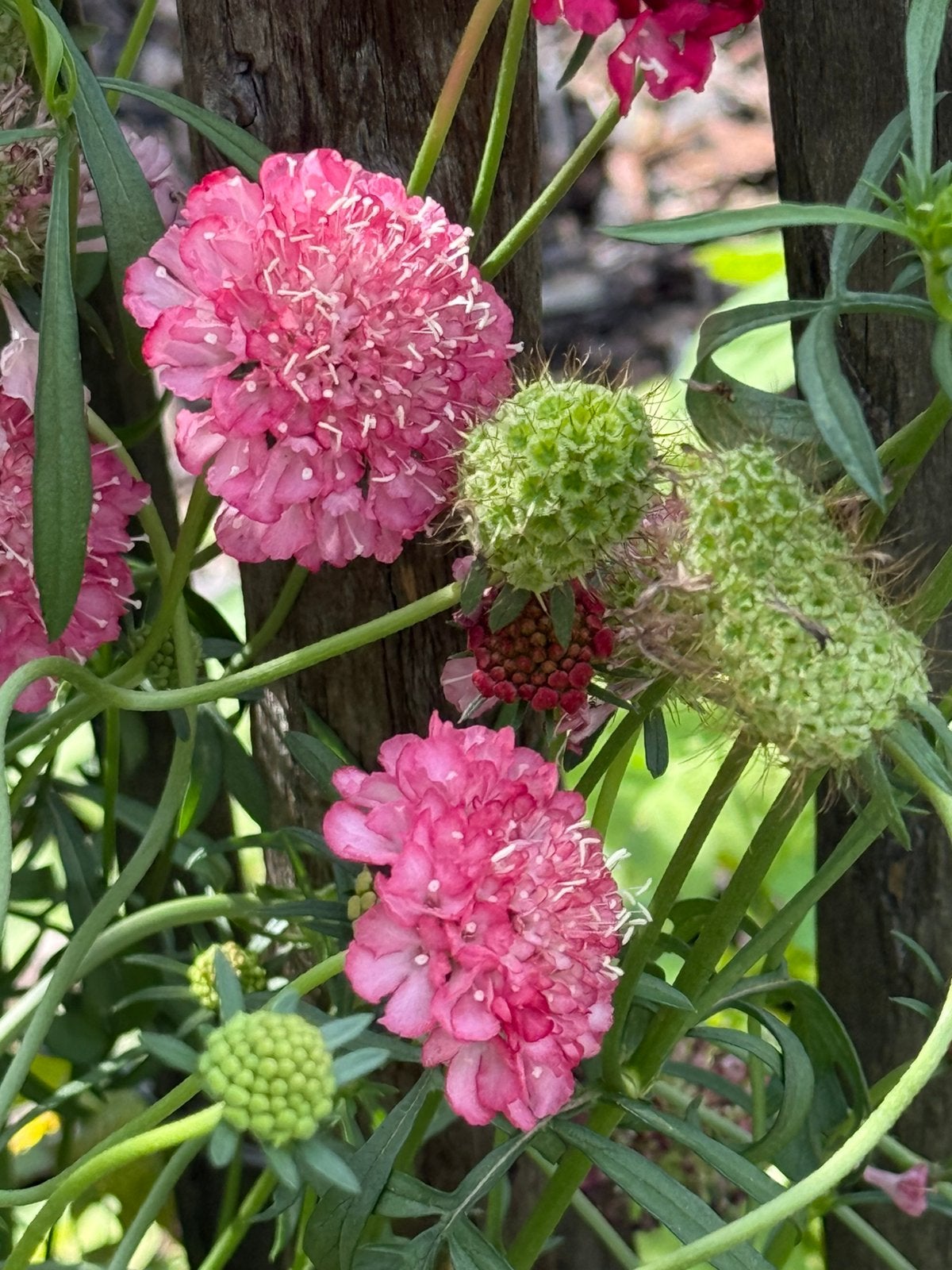 Duifkruid - Scabiosa Cherry red & roze, Tuin en Terras, Ophalen of Verzenden, Volle zon
