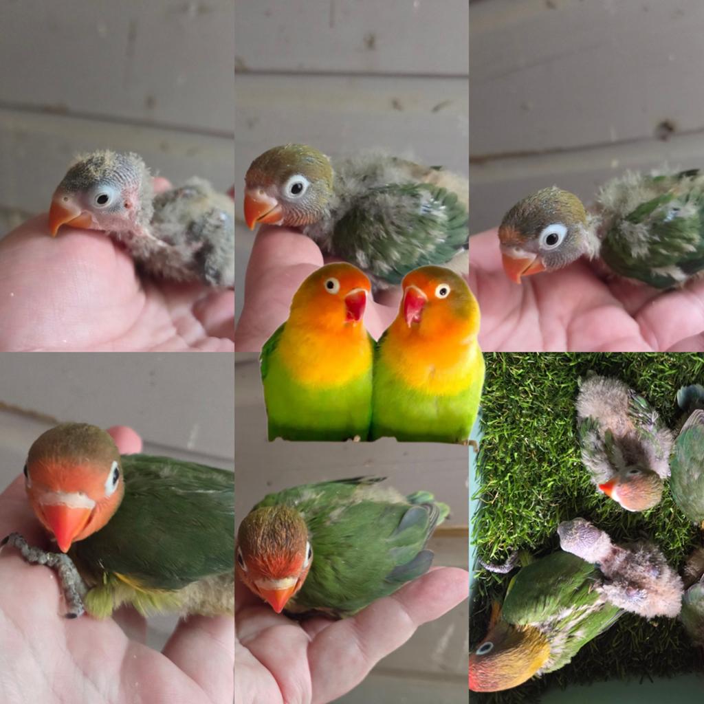 Dwergpapegaai agapornis, Dieren en Toebehoren, Vogels | Parkieten en Papegaaien, Geslacht onbekend, Dwergpapegaai of Agapornis