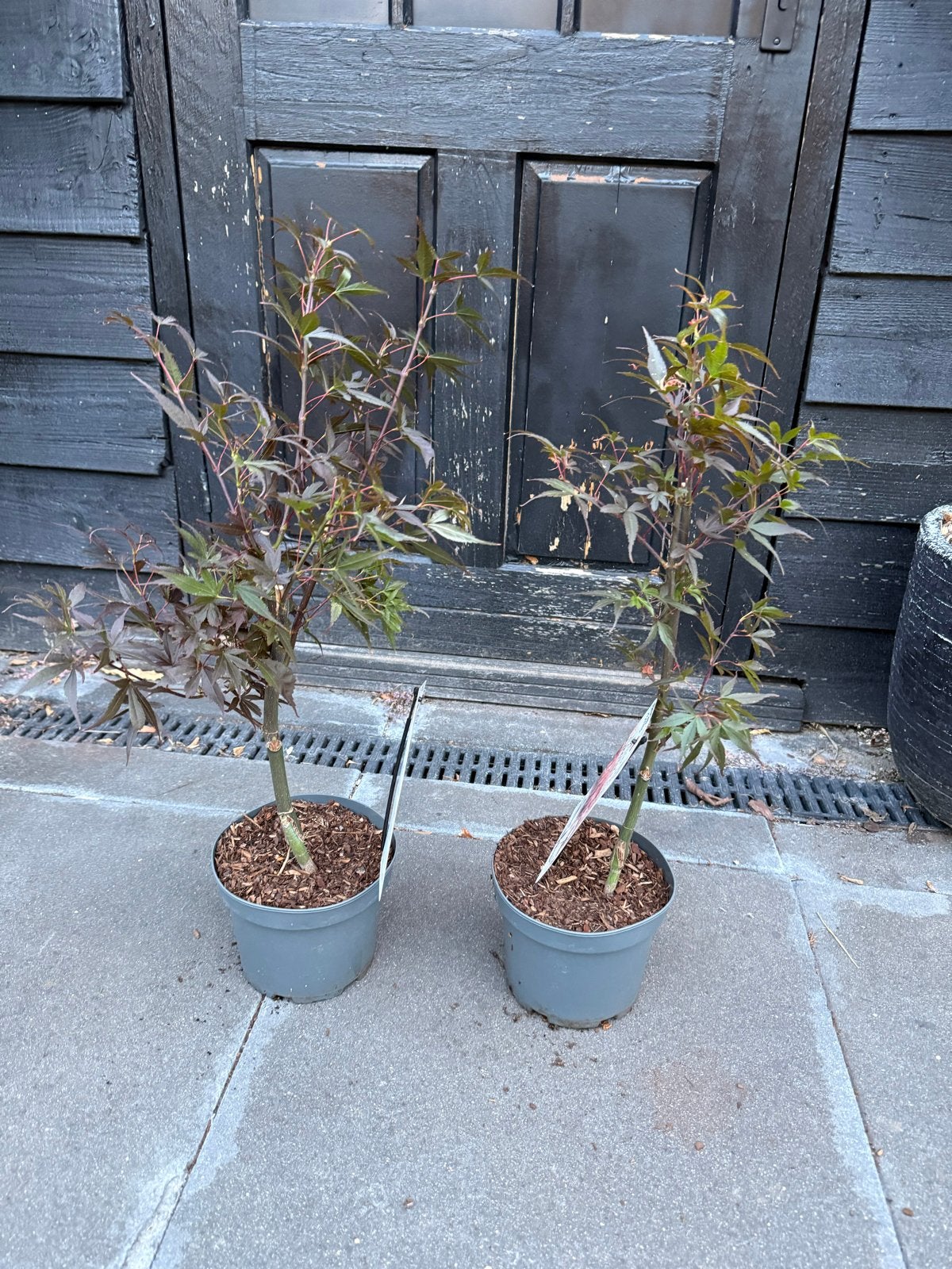Japanse Esdoorn  Skeeter's Broom, Tuin en Terras, Planten | Struiken en Hagen, Ophalen of Verzenden, Esdoorn, Struik, Minder dan 100 cm