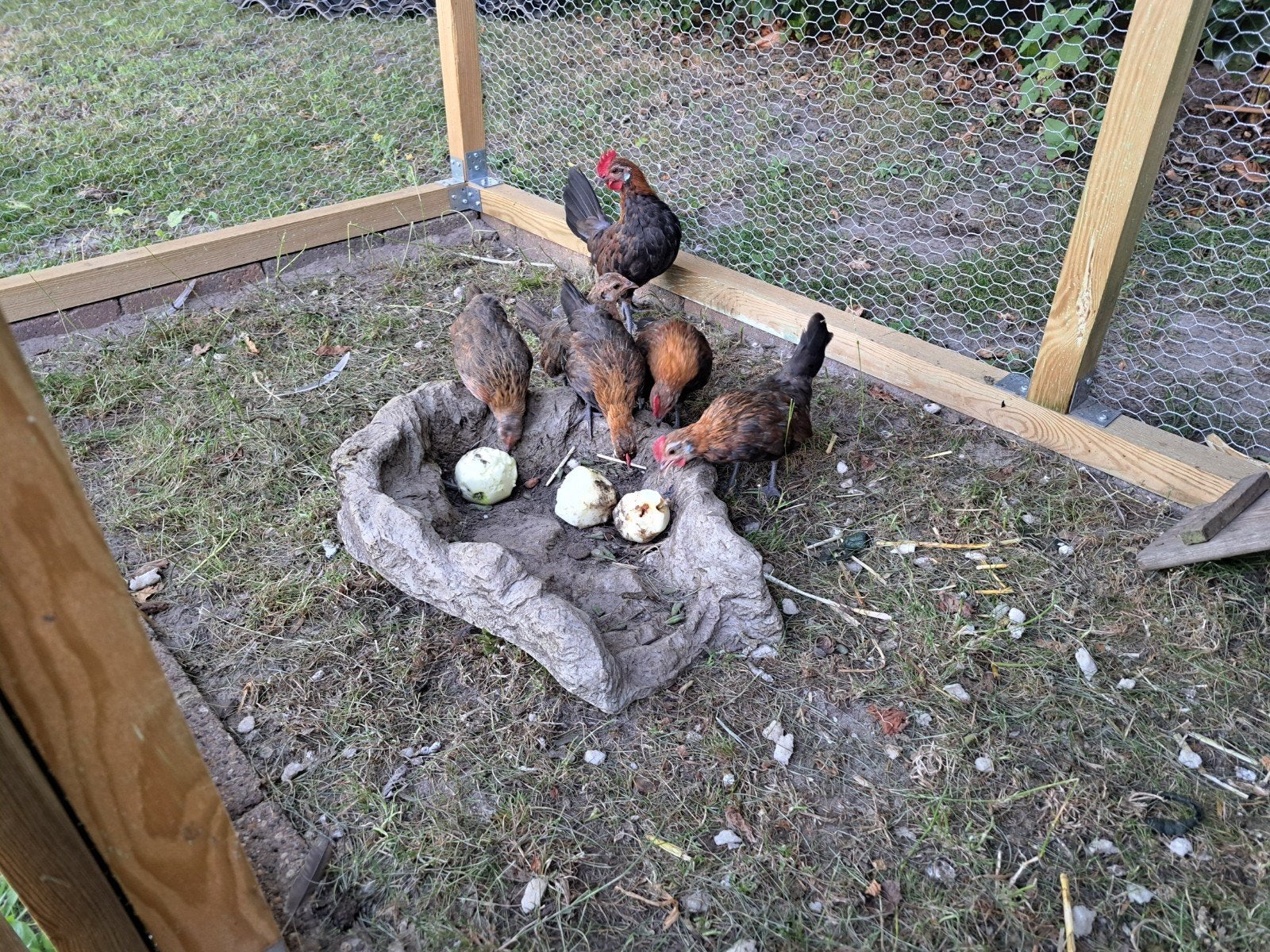 Drentse kriel haan, Dieren en Toebehoren, Pluimvee, Mannelijk, Kip