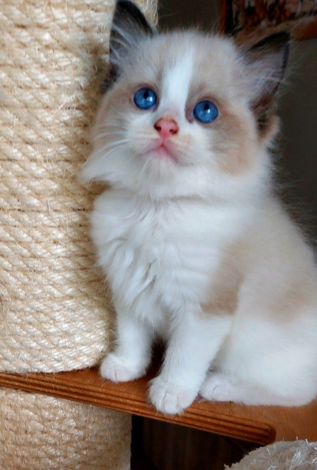 1 ragdoll kater kitten met stamboom, Meerdere dieren, Met stamboom, 0 tot 2 jaar