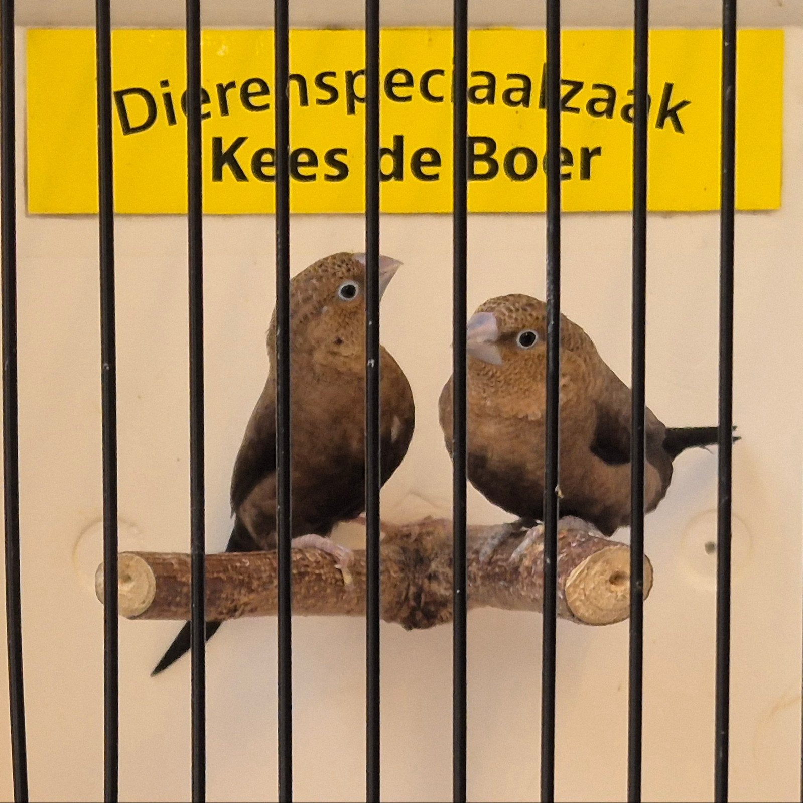 koppel zilverbekjes donkerbuik