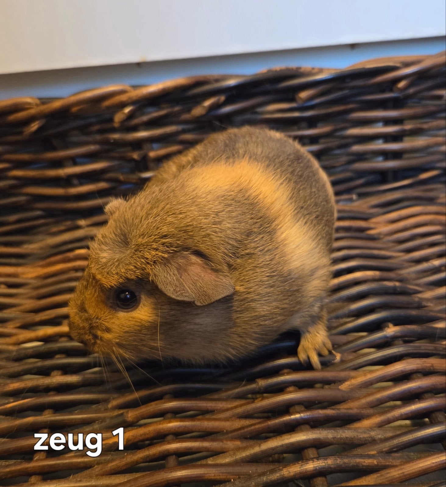 4 leuke jonge gekruinde cavia's, Dieren en Toebehoren, Juni, Meerdere dieren, Cavia
