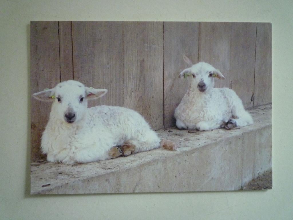 Lam lammetje schaap schapen, Ophalen of Verzenden, 1980 tot heden, Hond of Kat