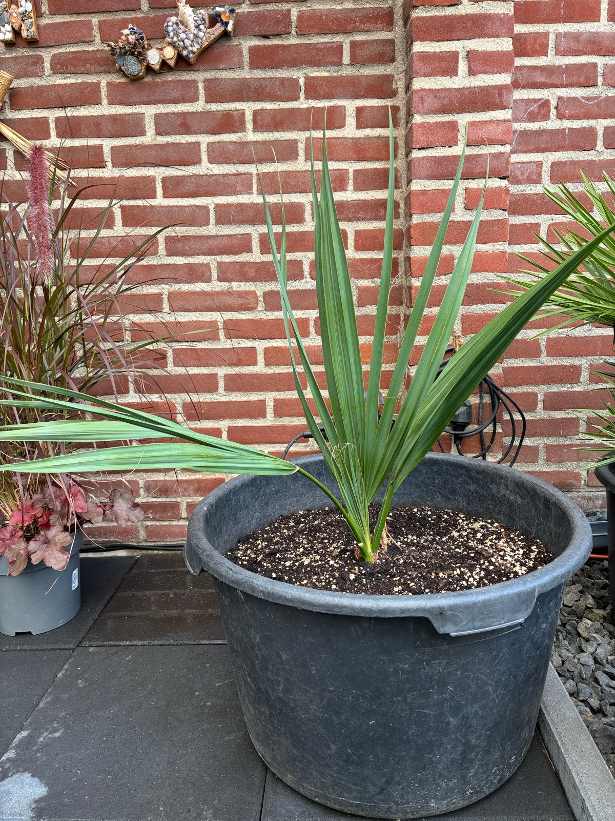 Sabal Minor Palmboom - Winterharde Dwergpalm, Volle zon, Vaste plant, Bloeit niet, Ophalen