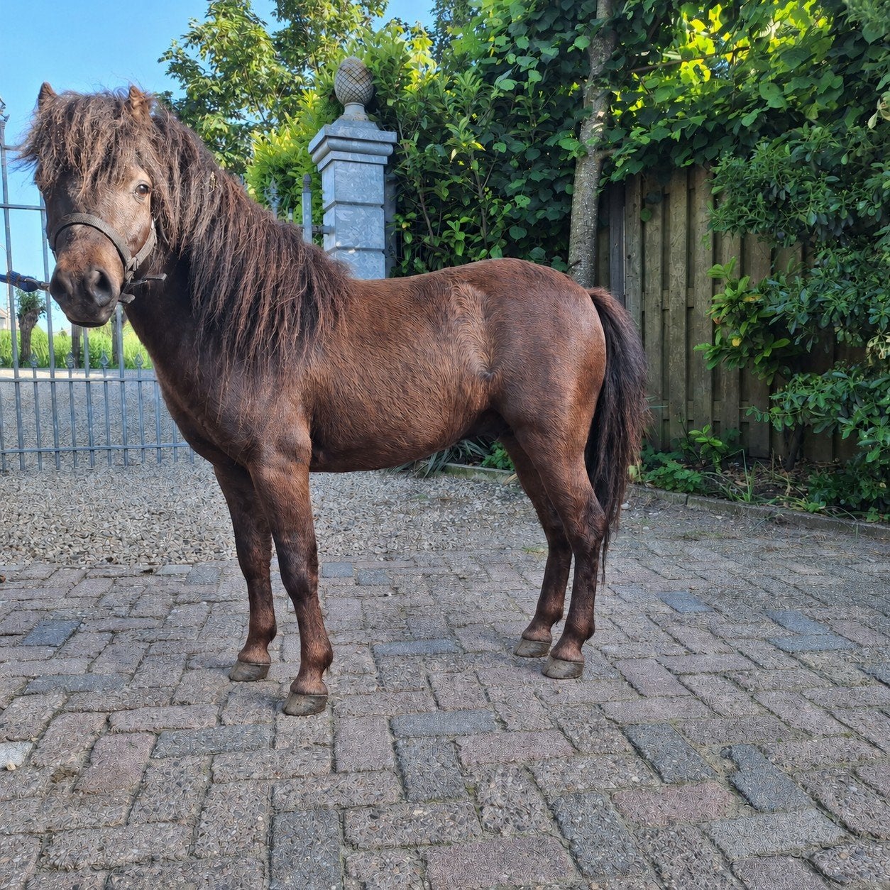 Meerder pony's, Dieren en Toebehoren, Paarden, Ruin, Recreatiepaard, 3 tot 6 jaar