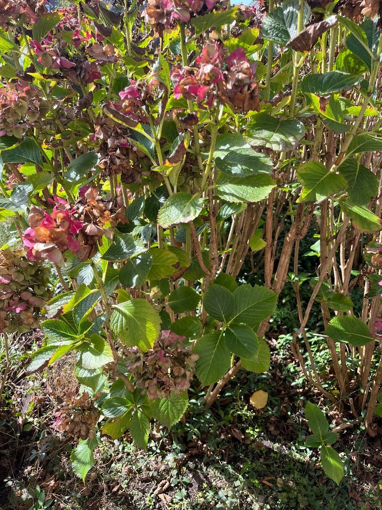 Boerenhortensia’s roze (Hydrangea.Macrophylla), Tuin en Terras, Vaste plant, Halfschaduw, Zomer, Ophalen