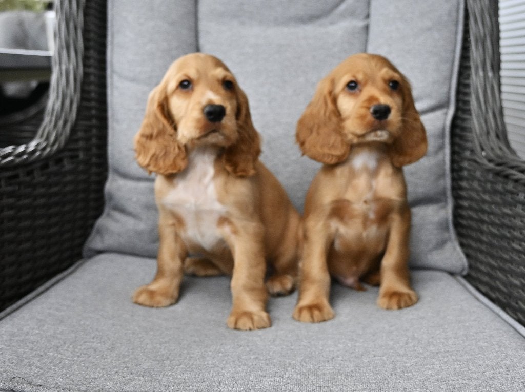 Engelse Cocker Spaniel pups, Parvo, 8 tot 15 weken, Meerdere, Meerdere dieren