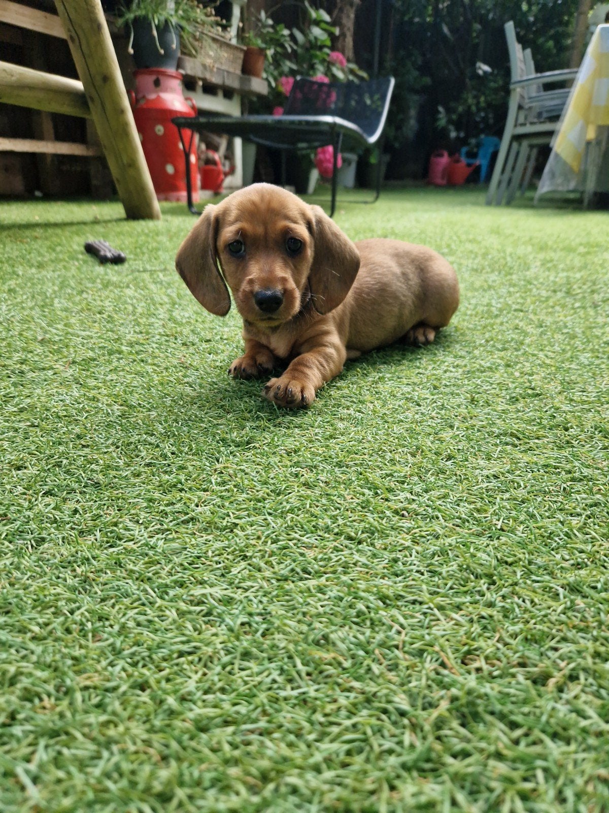 Teckel teef pupje, 8 tot 15 weken, Parvo, Eén hond, Nederland