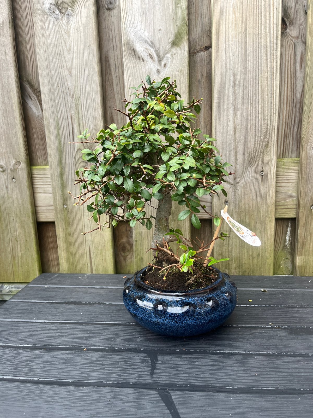 Ulmus parvifolia Bonsai in blauwe pot, Ophalen of Verzenden