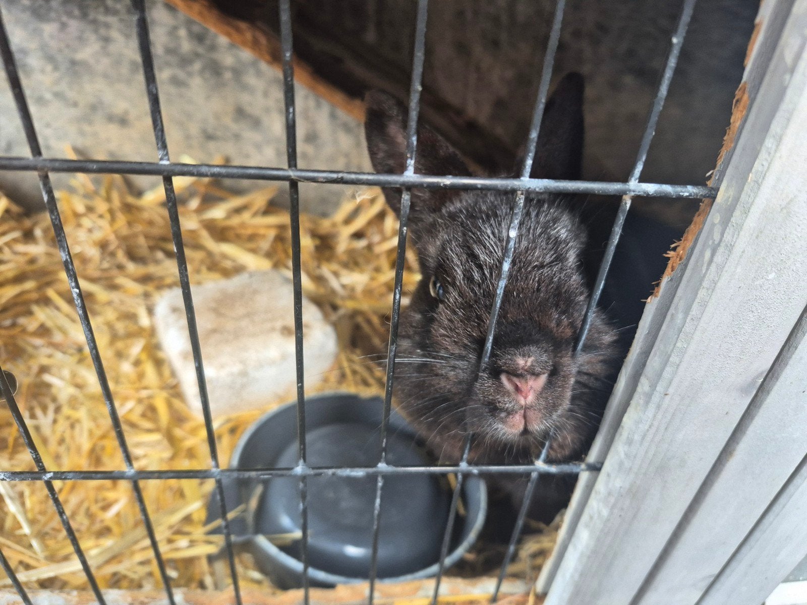 Gratis af te halen. 2 mannetjes, Dieren en Toebehoren, Konijnen