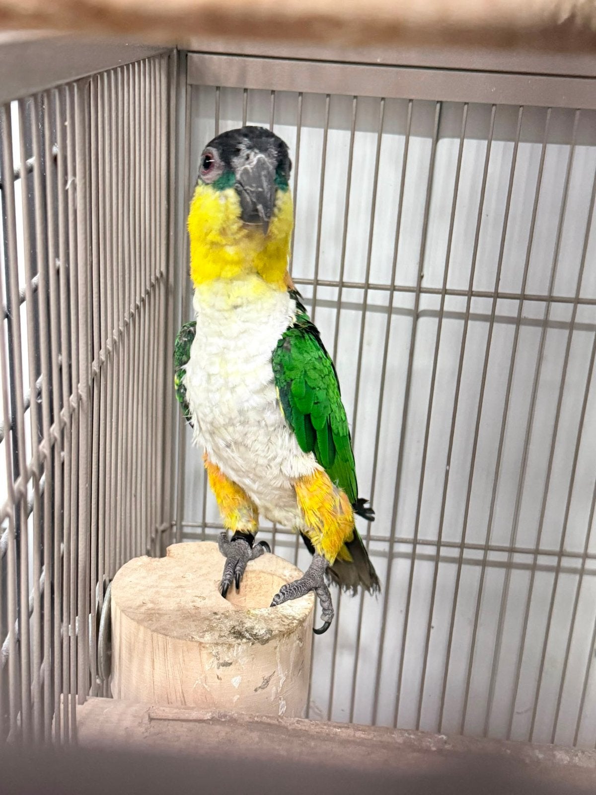 Te koop zwartkop caique 2025, Dieren en Toebehoren, Vogels | Parkieten en Papegaaien, Mannelijk, Papegaai