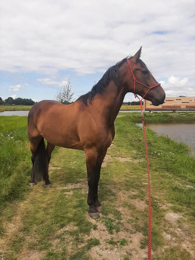 Bijrijder gezocht voorthuizen, Dieren en Toebehoren, Ophalen of Verzenden
