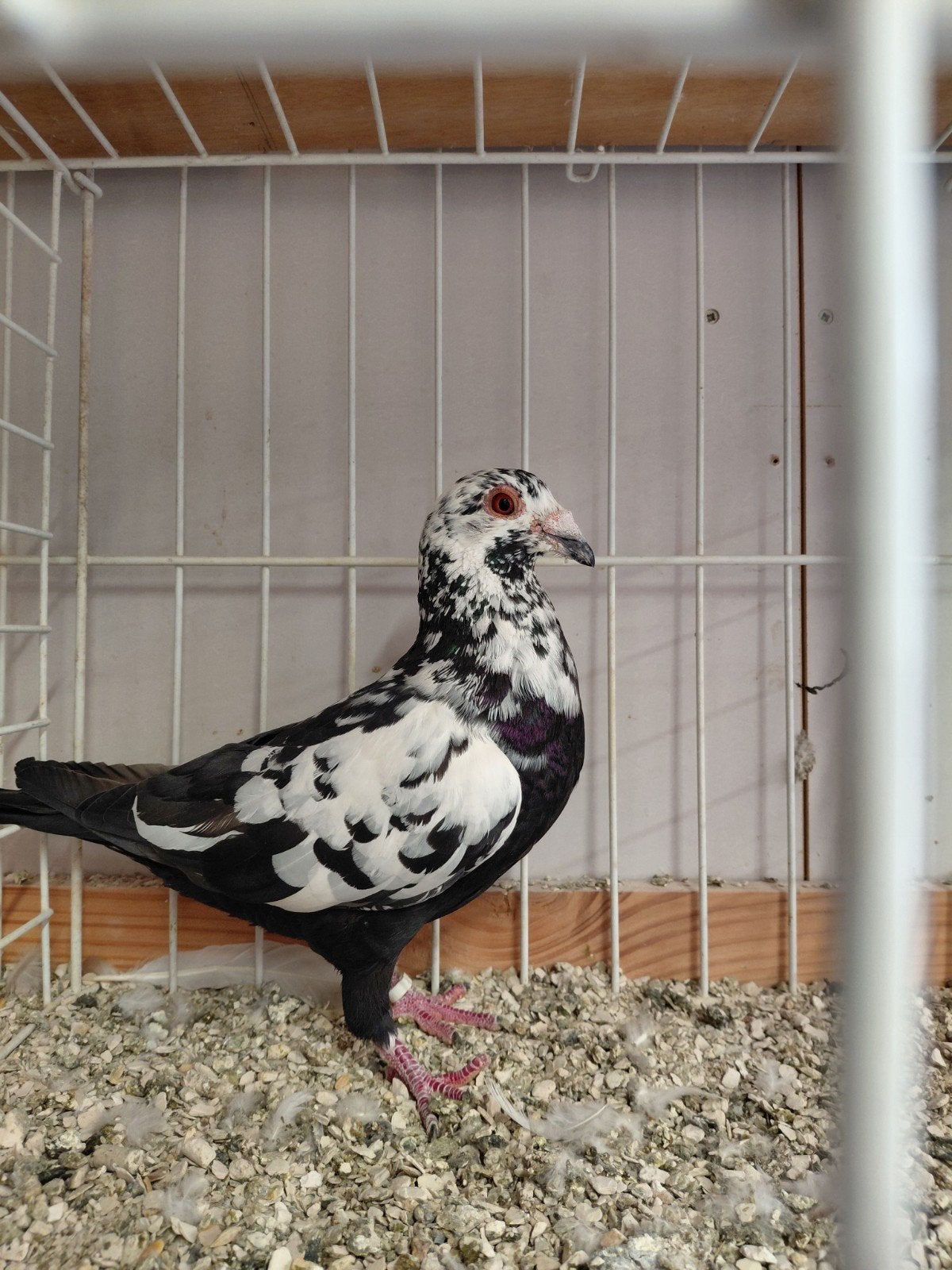 postduiven scherens vangramberen, Meerdere dieren, Postduif