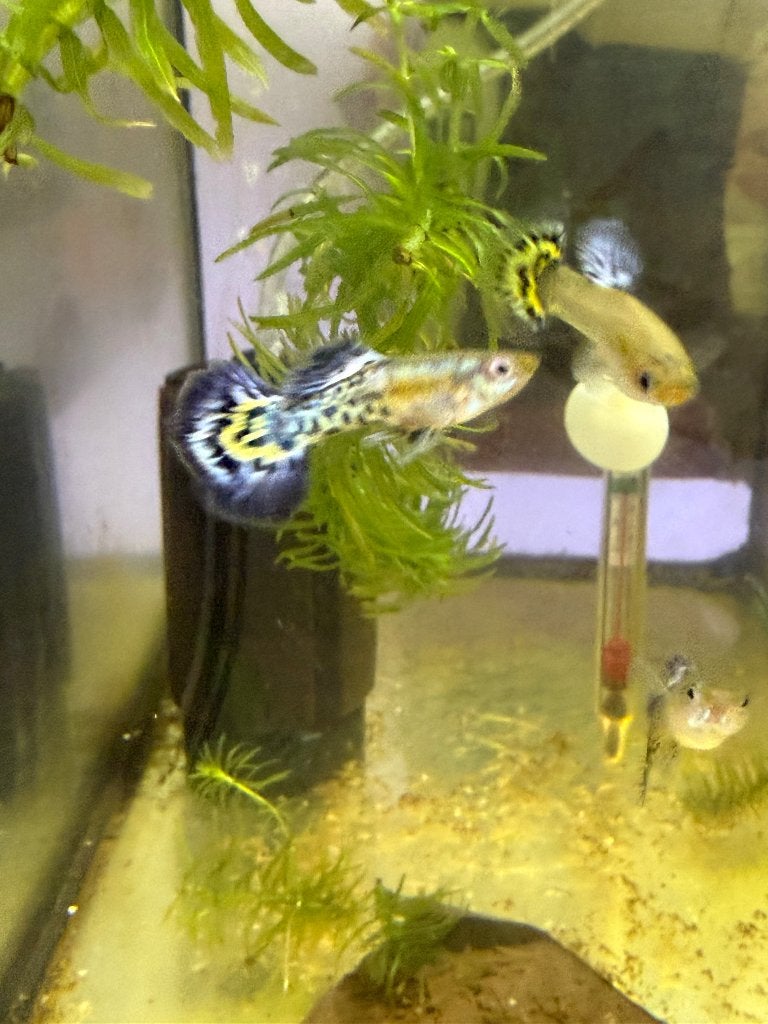 OP=OP Metal Blue leopard guppy,gup,guppen, Vis, Zoetwatervis