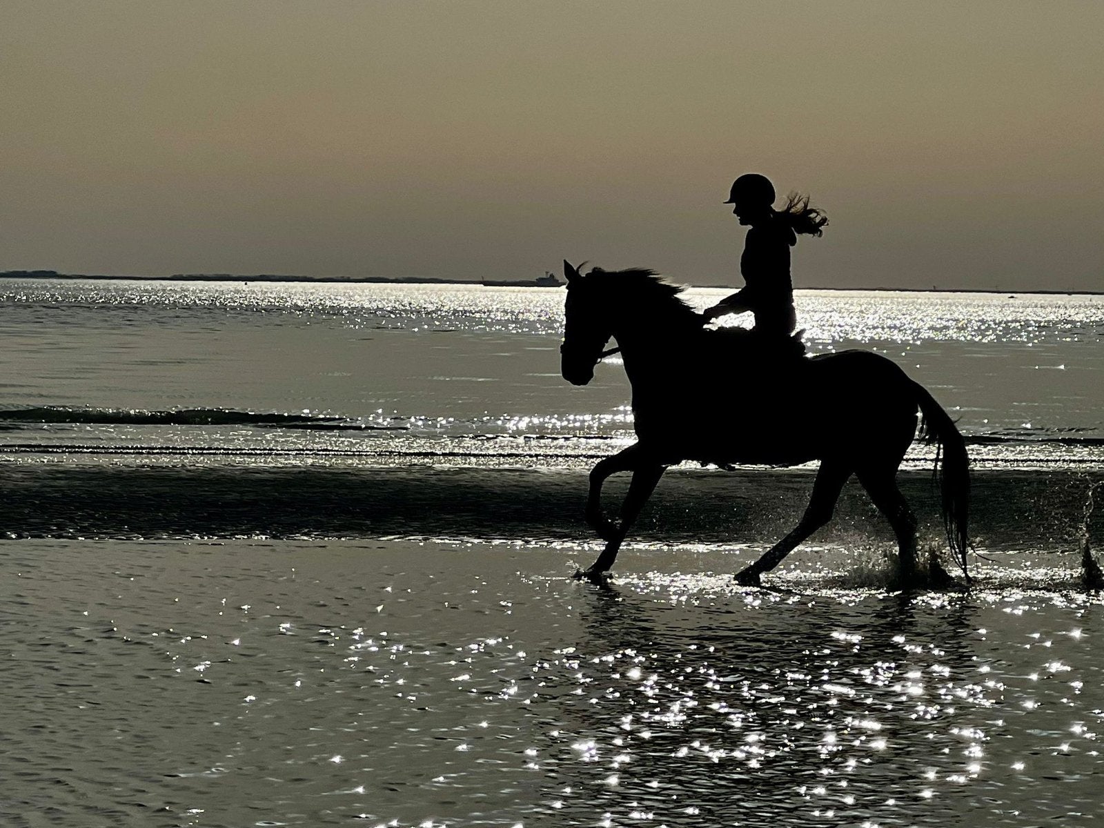 Knappe Z2 sportpony, Dieren en Toebehoren, Pony's, Ruin, Z, D pony (1.37m tot 1.48m), Dressuurpony, 11 jaar of ouder, Met stamboom