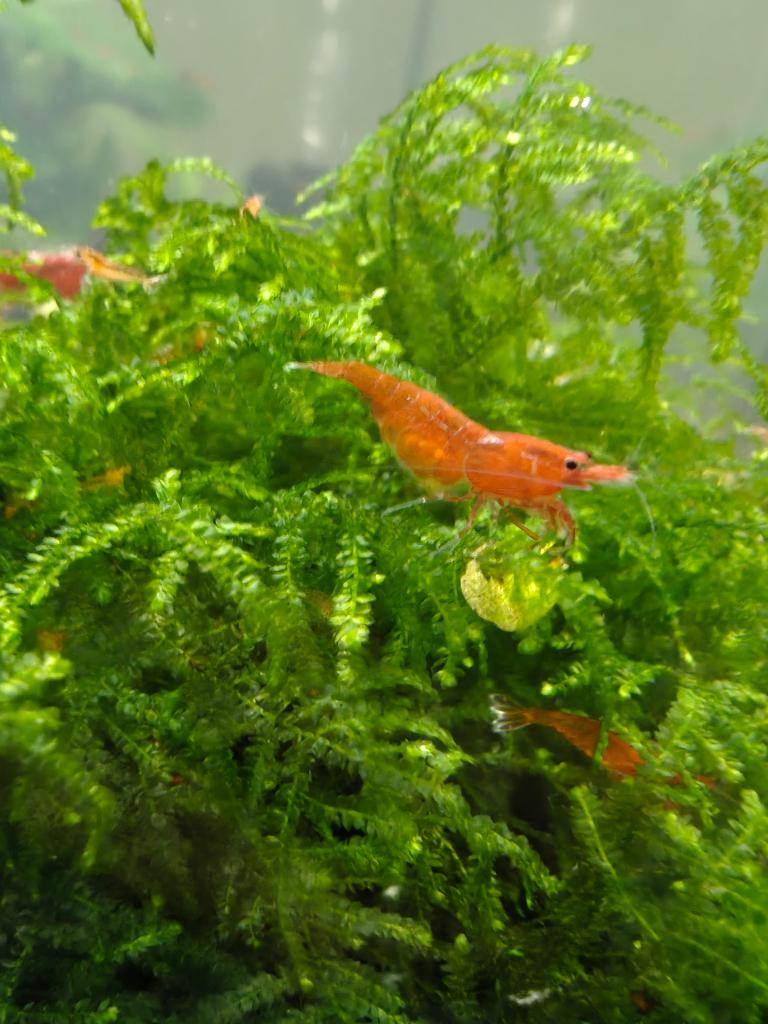 rode garnalen (aquarium), Kreeft, Krab of Garnaal, Zoetwatervis