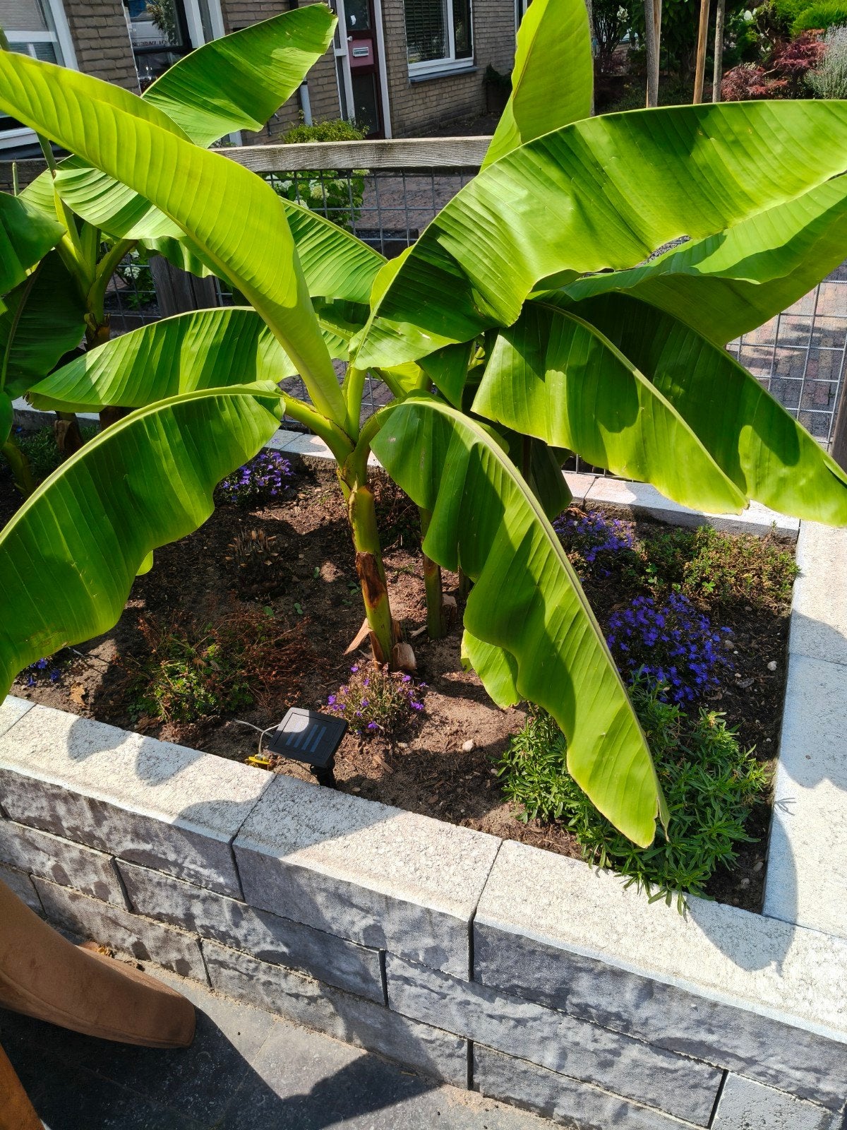 Winterharde Musa Basjoo Bananenplant - Creëer een jungle!, Tuin en Terras, Ophalen, Overige soorten, Volle zon