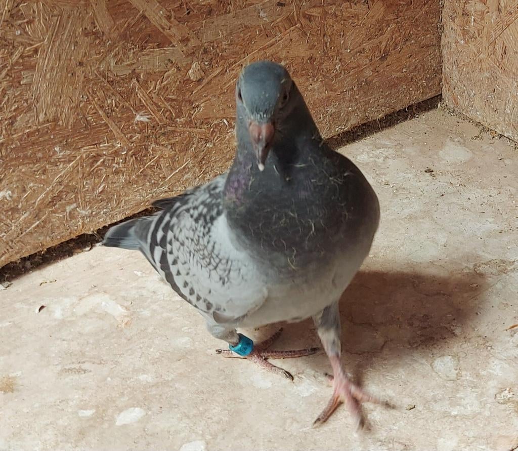 Te koop prachtig jong Doffertje.(krasje), Dieren en Toebehoren, Vogels | Duiven