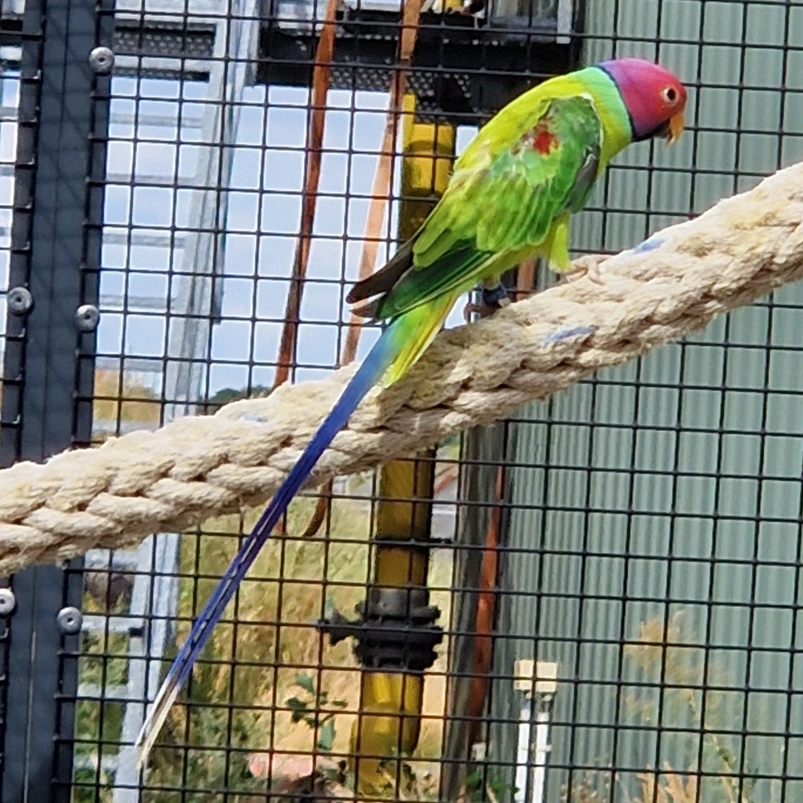 pruimenkop opaline, Dieren en Toebehoren, Vogels | Parkieten en Papegaaien, Meerdere dieren, Parkiet, Geringd