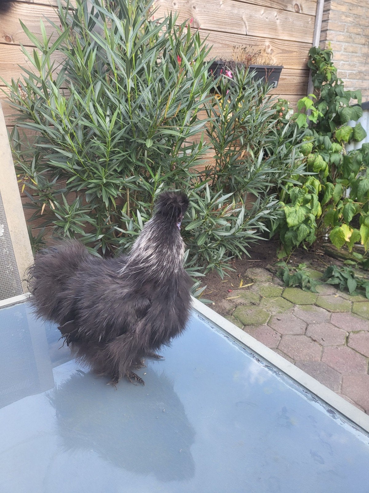 Mooi zijdehoen haantje., Dieren en Toebehoren, Pluimvee, Mannelijk, Kip