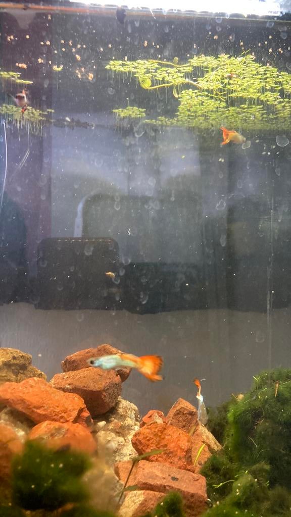 Mannelijke guppen, Dieren en Toebehoren, Vis