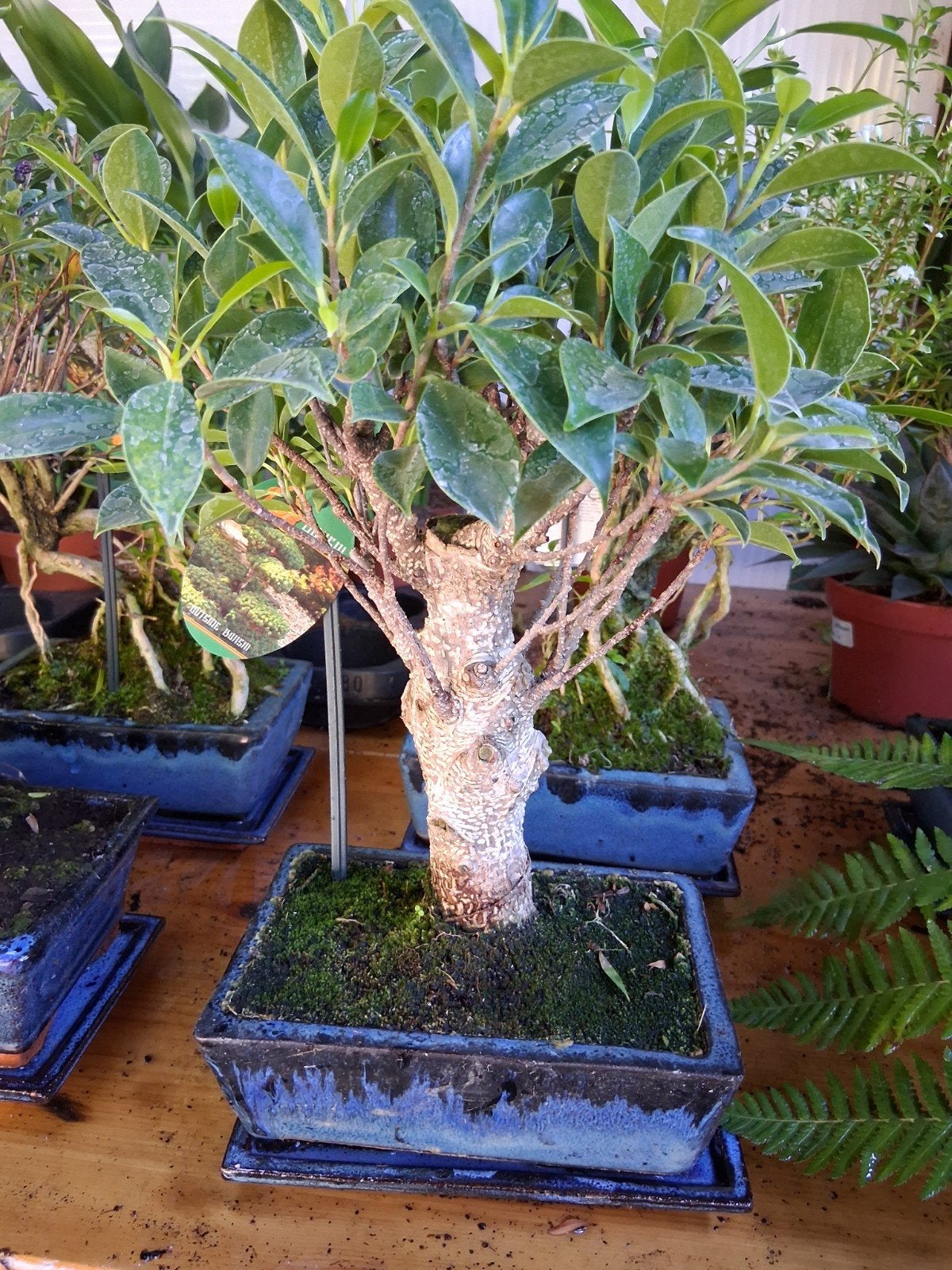 ficus bonsai, Ophalen of Verzenden, Overige soorten, Halfschaduw