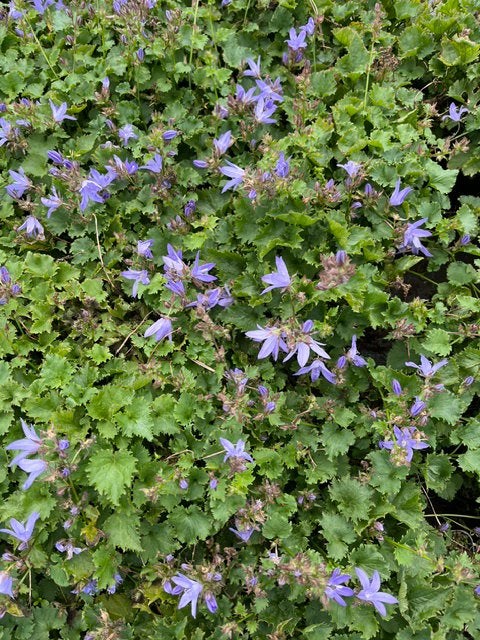 Campanula poscharskyana blauranke, Bodembedekkers, Volle zon, Vaste plant, Ophalen of Verzenden