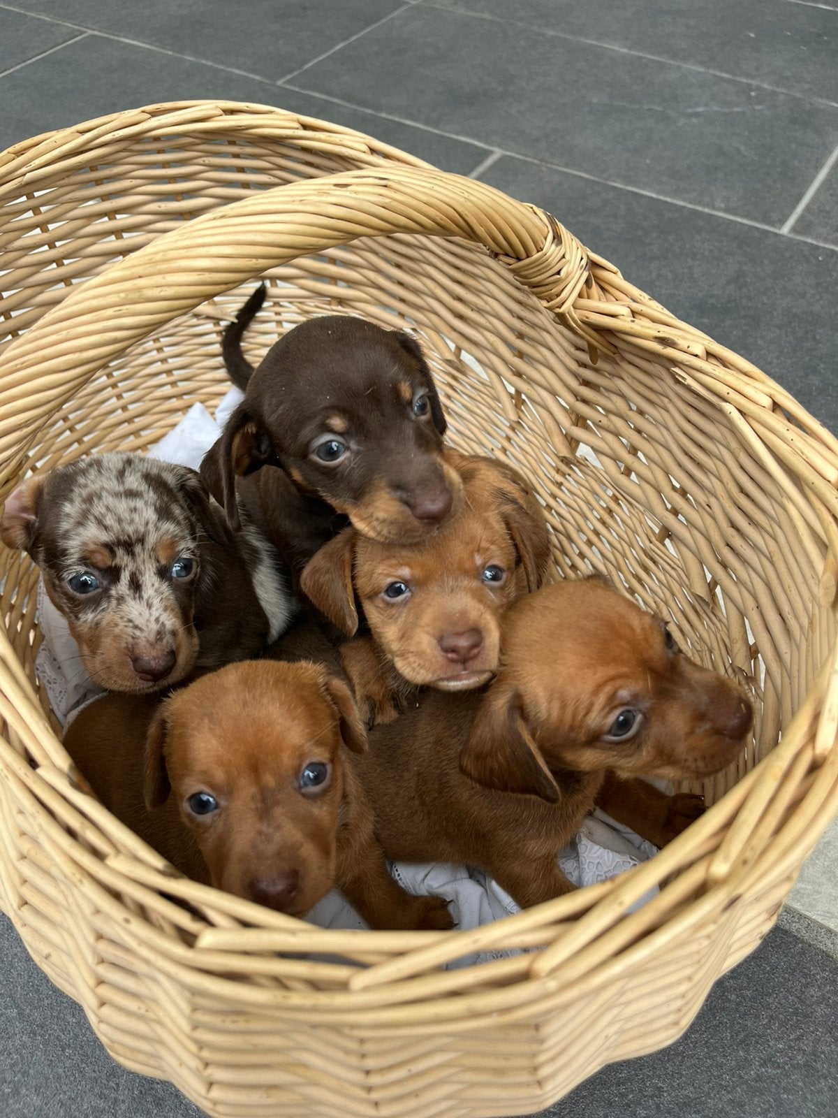 Puppy’s jackrussel x teckel, Ophalen