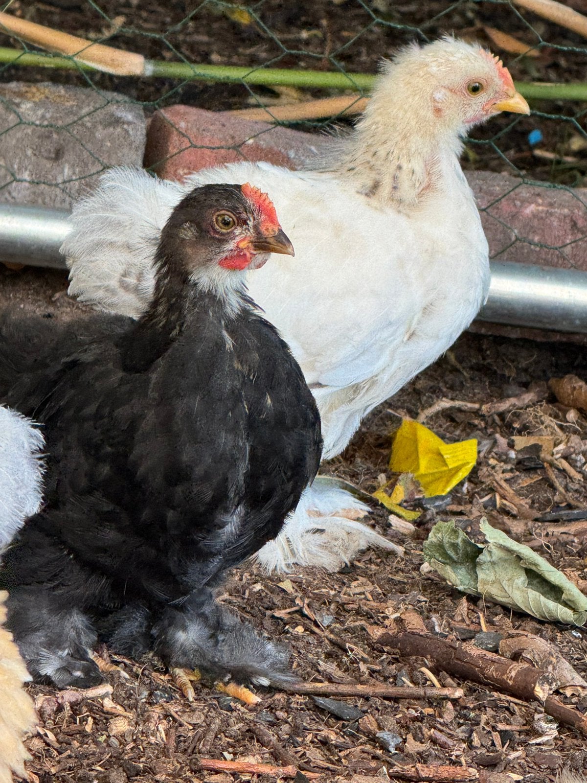 Cochin kuikens.., Mannelijk, Kip