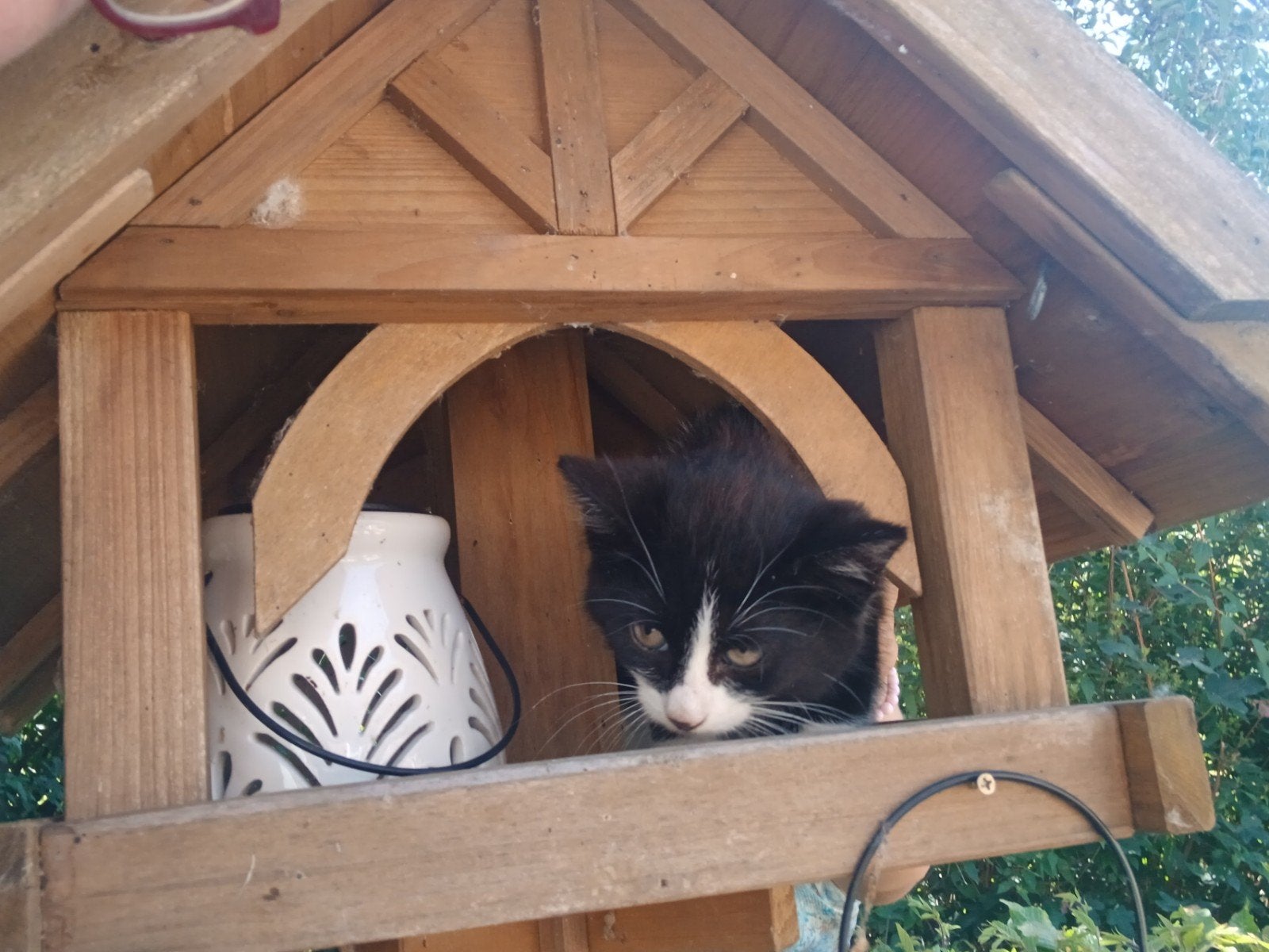 Lieve poesjes, Dieren en Toebehoren, Meerdere dieren