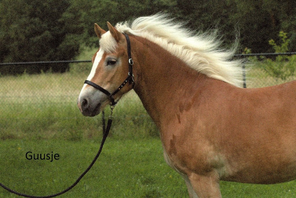 TWEE HAFLINGER MERRIES TE KOOP!, Merrie, Minder dan 160 cm, Met stamboom, Zadelmak