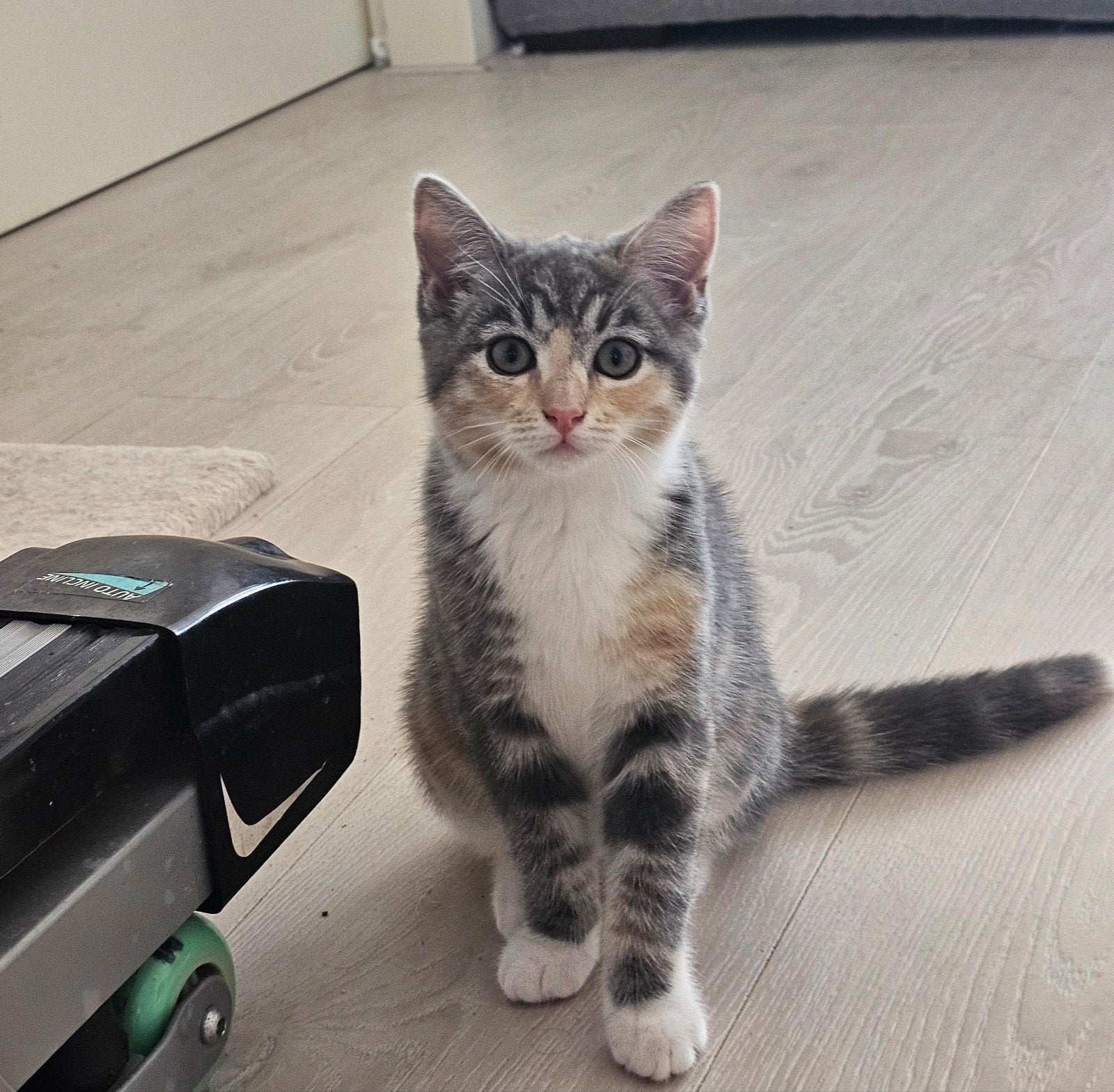 Prachtige poesjes te koop, Poes, 0 tot 2 jaar