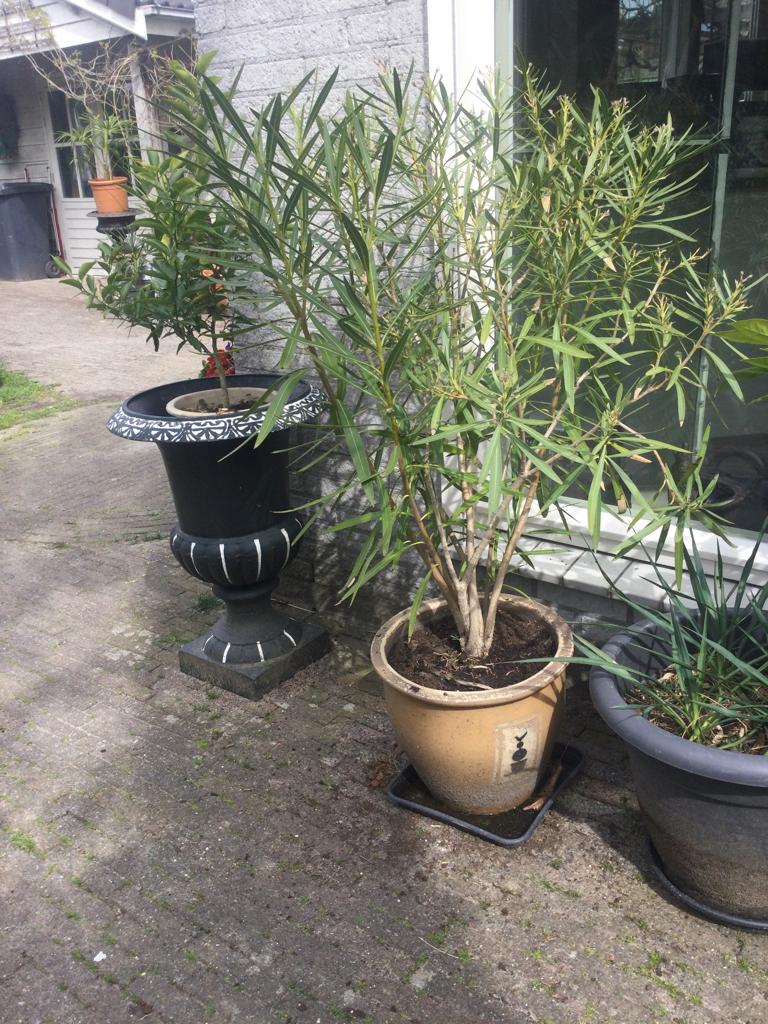 Oleander bloemkleur wit 1.20m hoog, Ophalen of Verzenden, Overige soorten, Halfschaduw