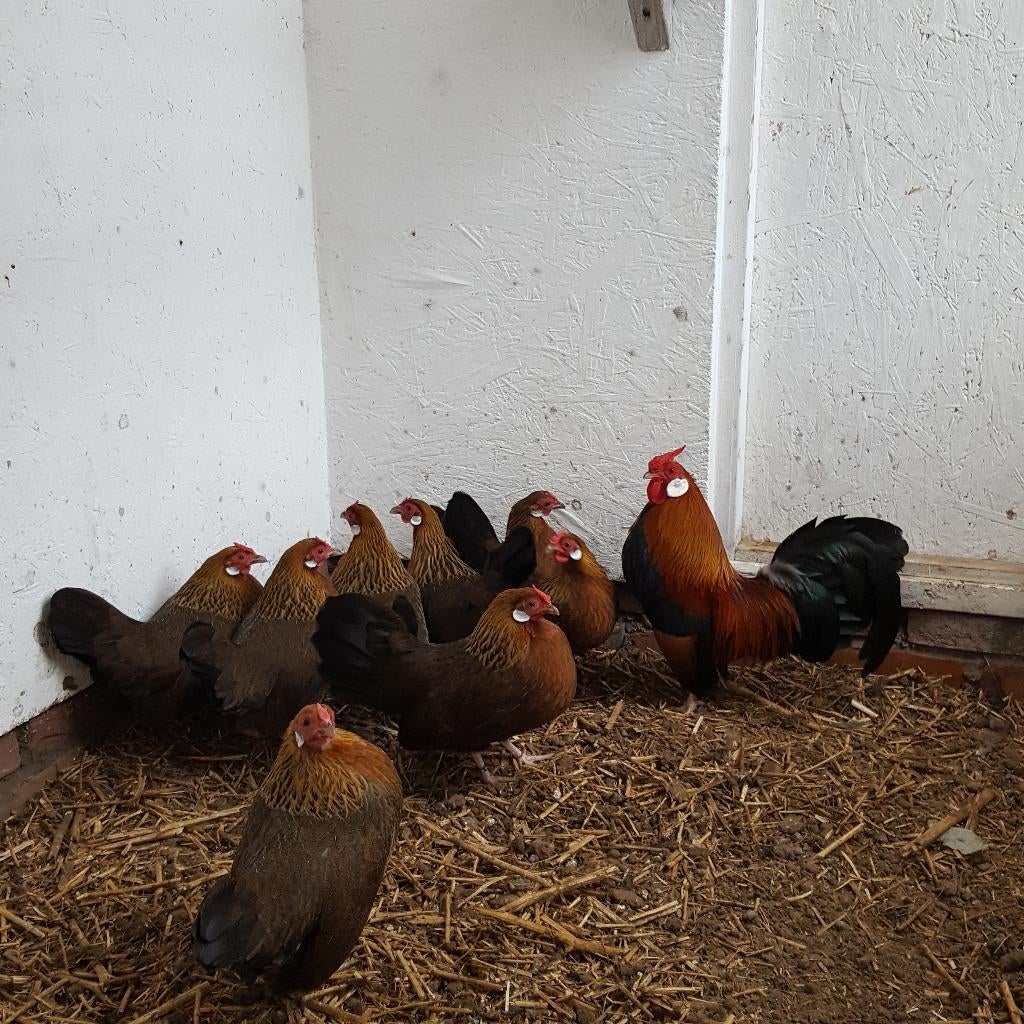 Broed eitjes Java Kriel Patrijs kleur, Dieren en Toebehoren, Meerdere dieren, Kip