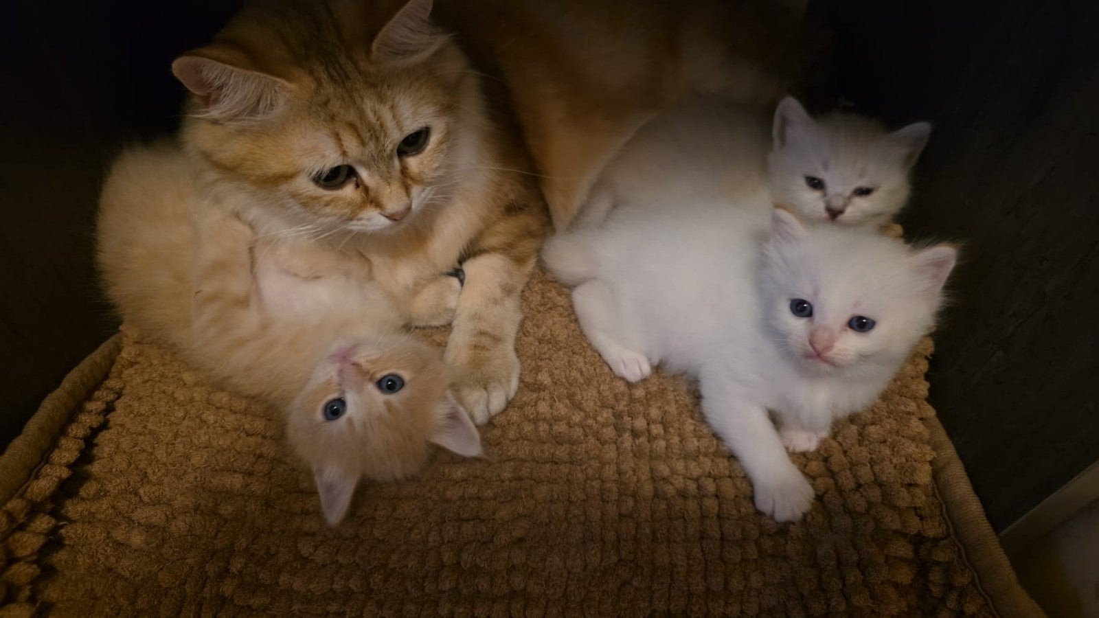 100% Siberische kittens bine kort, Meerdere dieren, Gechipt