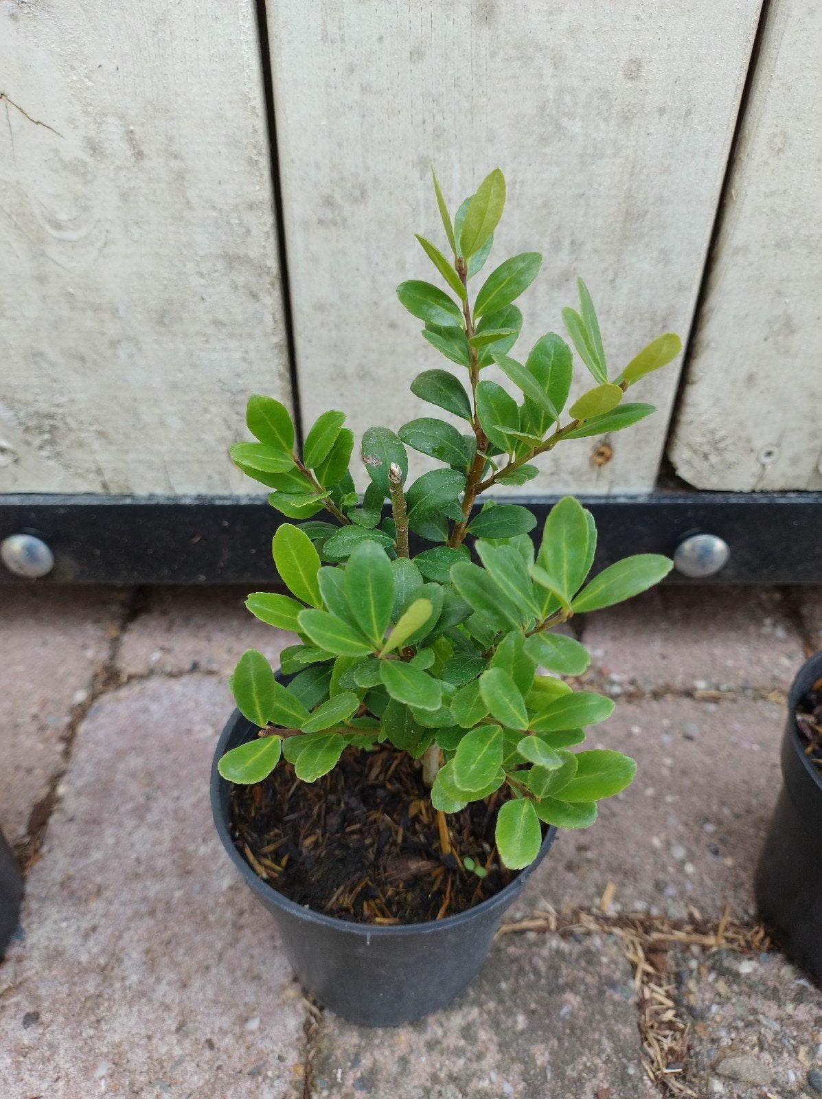 Ilex crenata Caroline upright. buxusvervanger. sterke plant, Overige soorten, Vaste plant, Ophalen of Verzenden, Bloeit niet