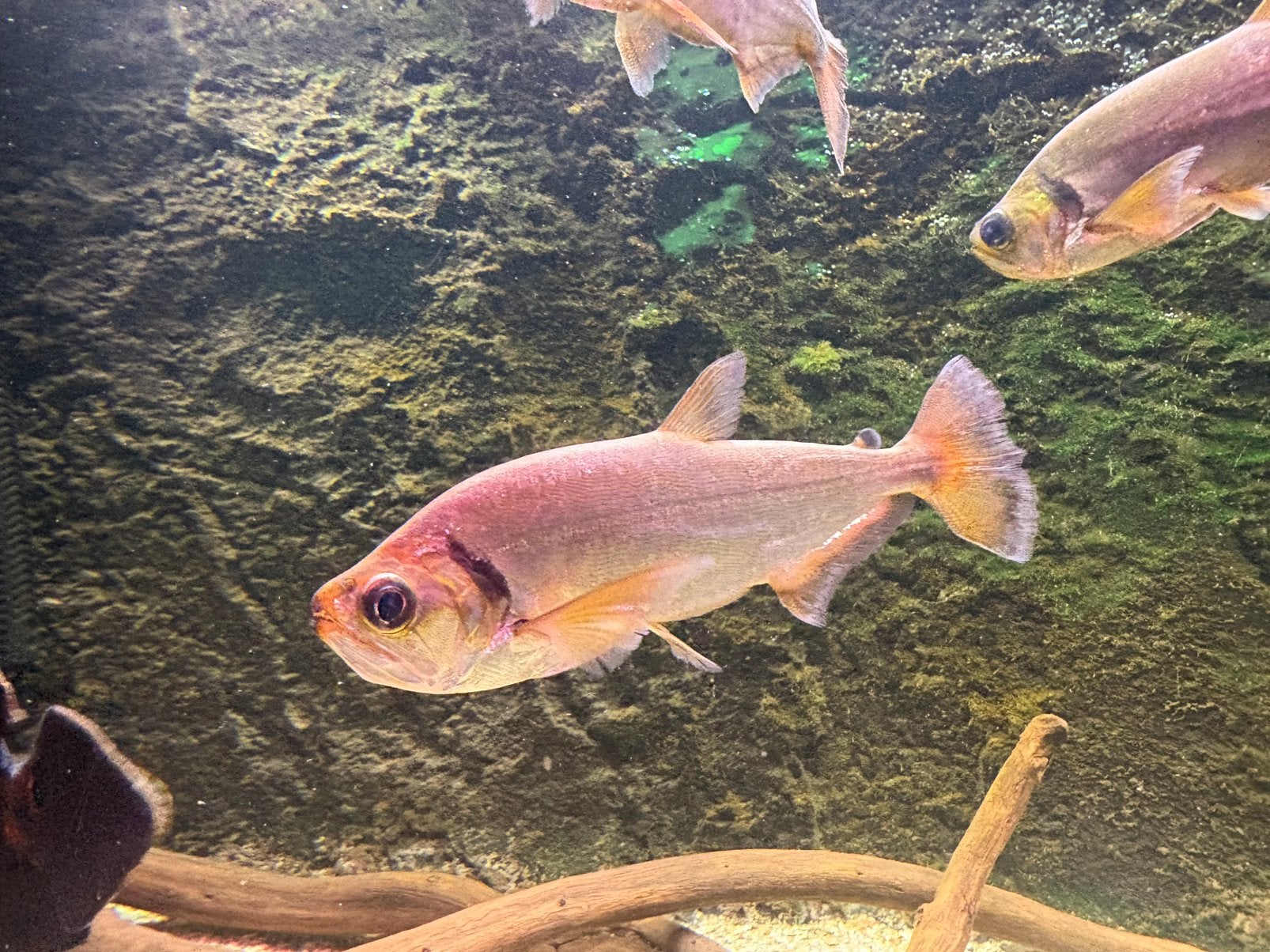 Hydrolycus scomberoides (vampier tetra), Dieren en Toebehoren, Vis