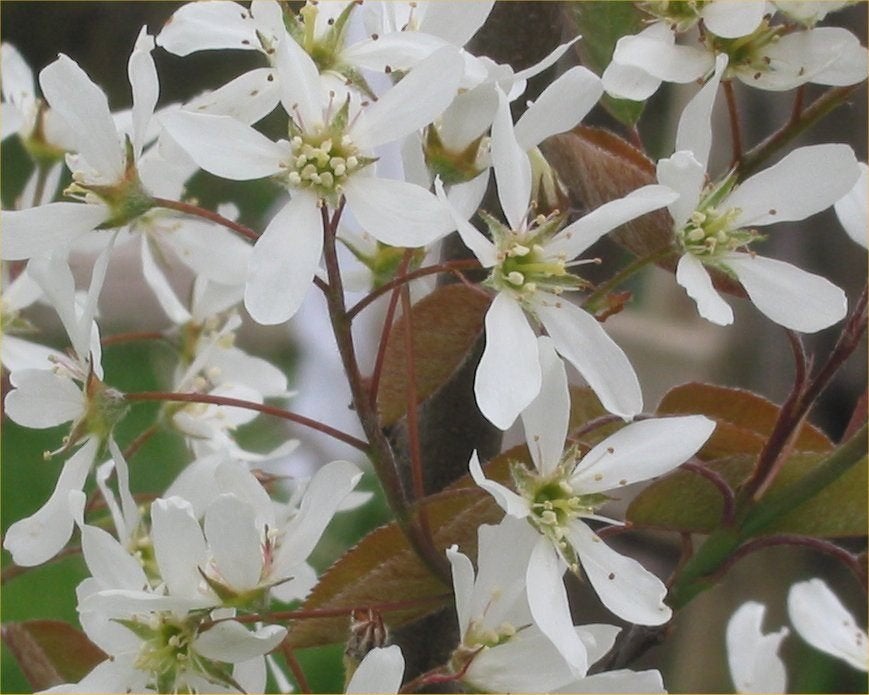 Amelanchier lamarckii, Krentenboom, krent, krentenstruik, Ophalen of Verzenden, Overige soorten, Struik, Minder dan 100 cm