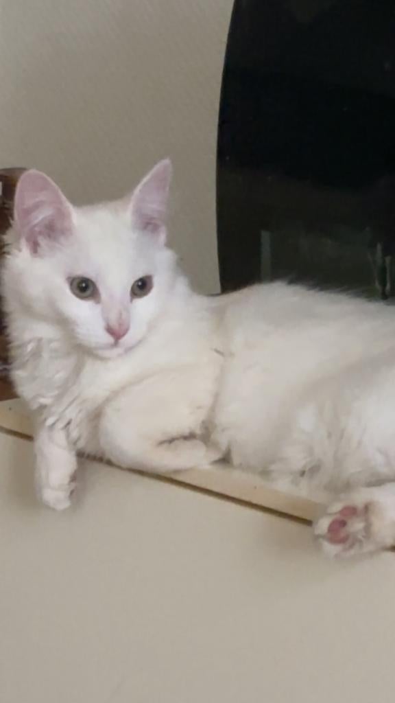 Noorse boskat X, Dieren en Toebehoren, Kater, Gechipt, 0 tot 2 jaar