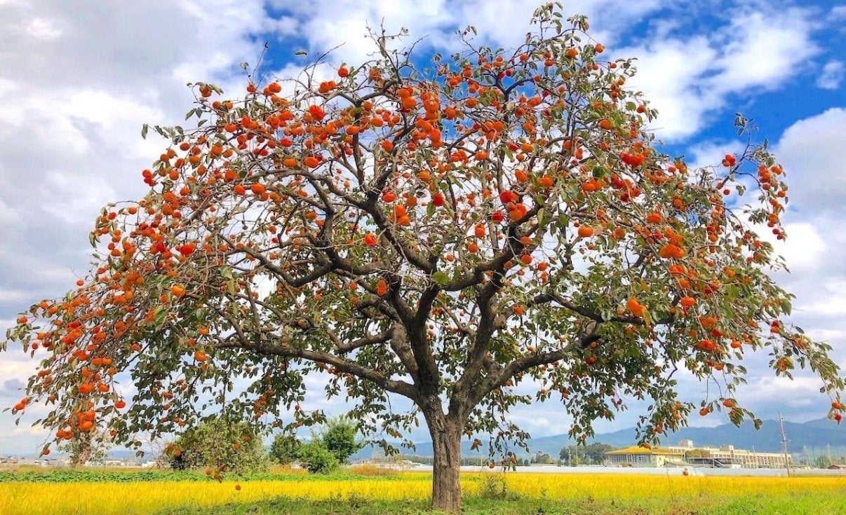 Sharonfruit Kaki boom (Diospyros kaki), Lente, Overige soorten, Volle zon, Ophalen of Verzenden