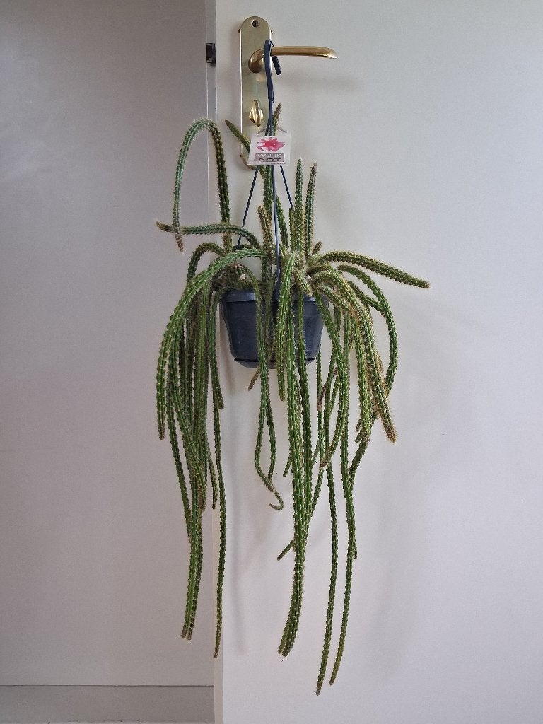 Disocactus x Mallisonii - Staartcactus / Slangencactus, Ophalen, Halfschaduw, Cactus, Minder dan 100 cm