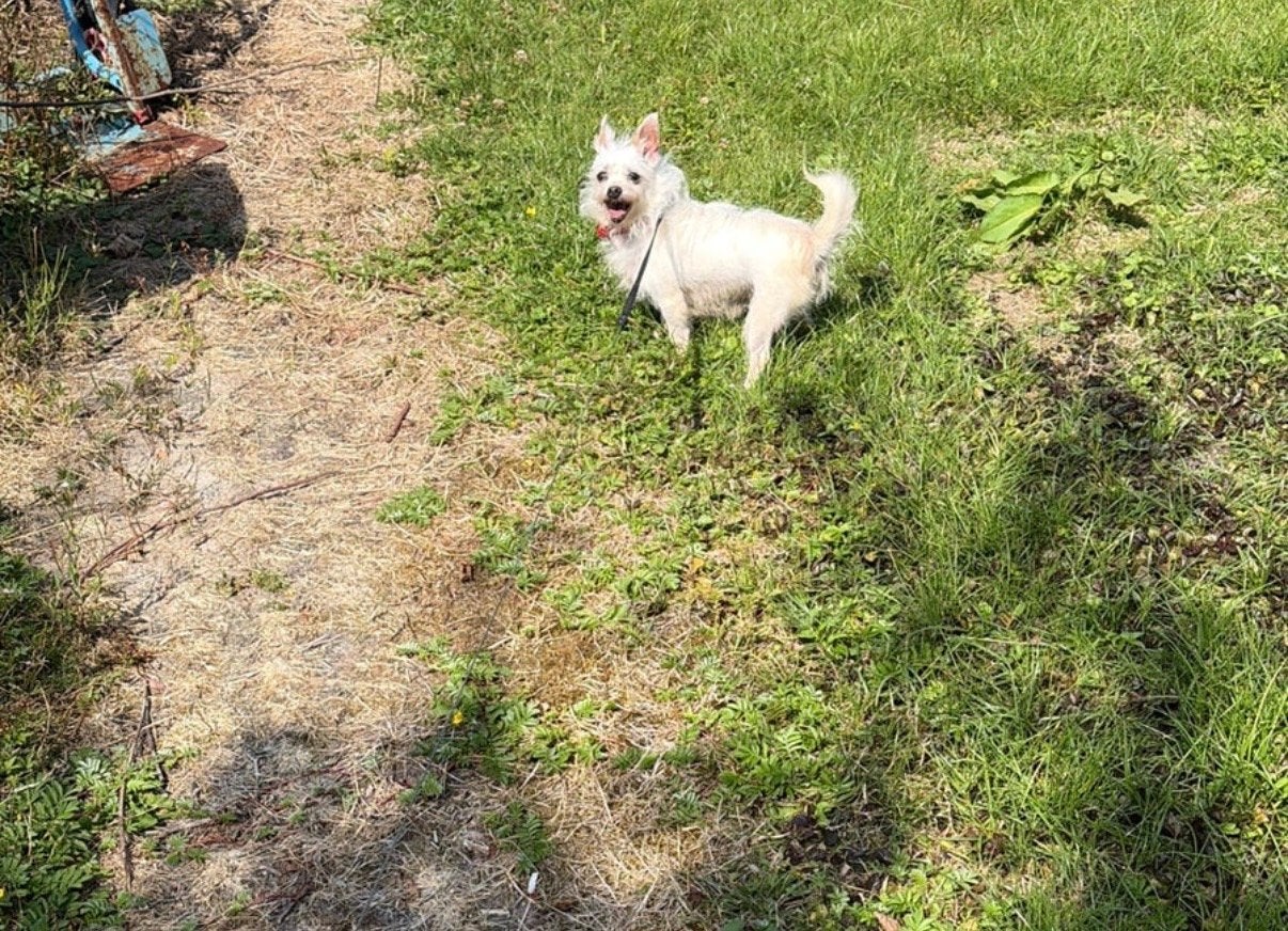 Chihuahua hond, Ophalen
